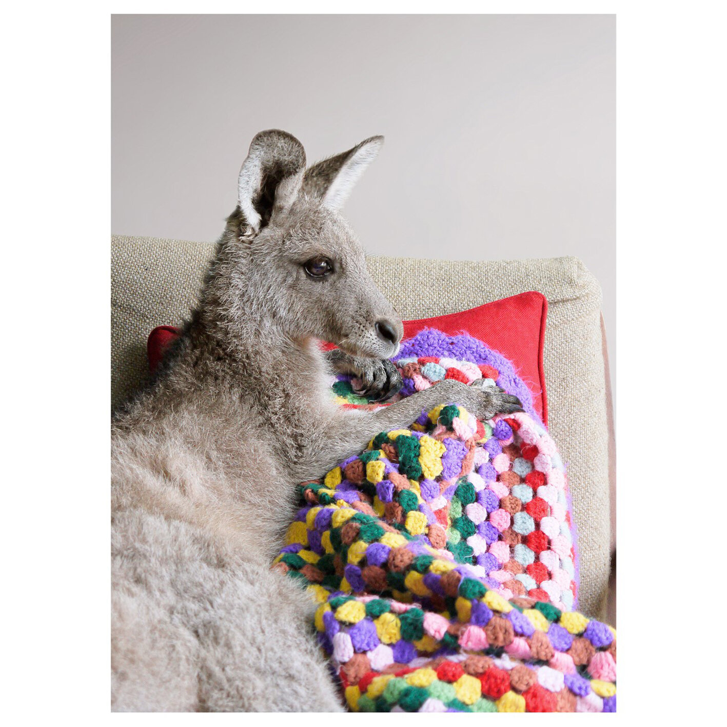 Jason McDonald - Kangaroo on the Couch