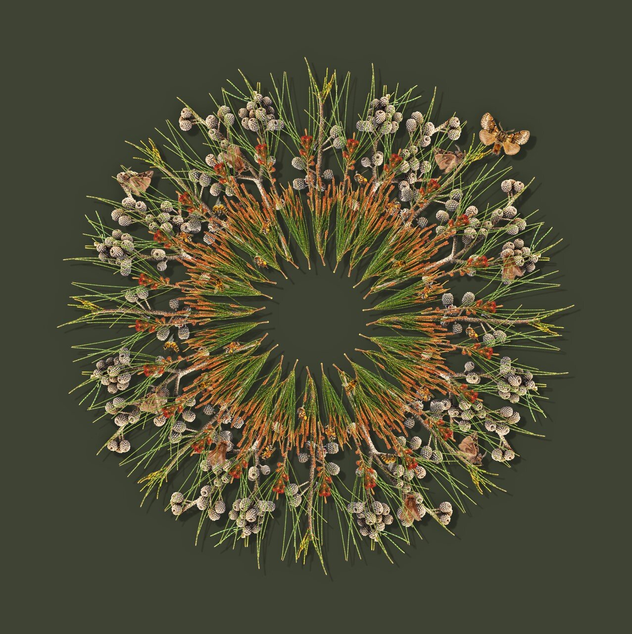 Jason McDonald - River Sheoak, Bees and Moths