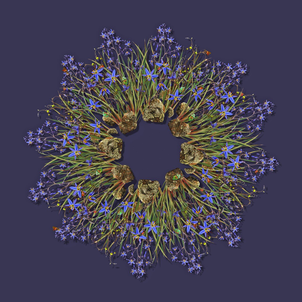 Jason McDonald - Blue Flax Lily, Bees and Bugs