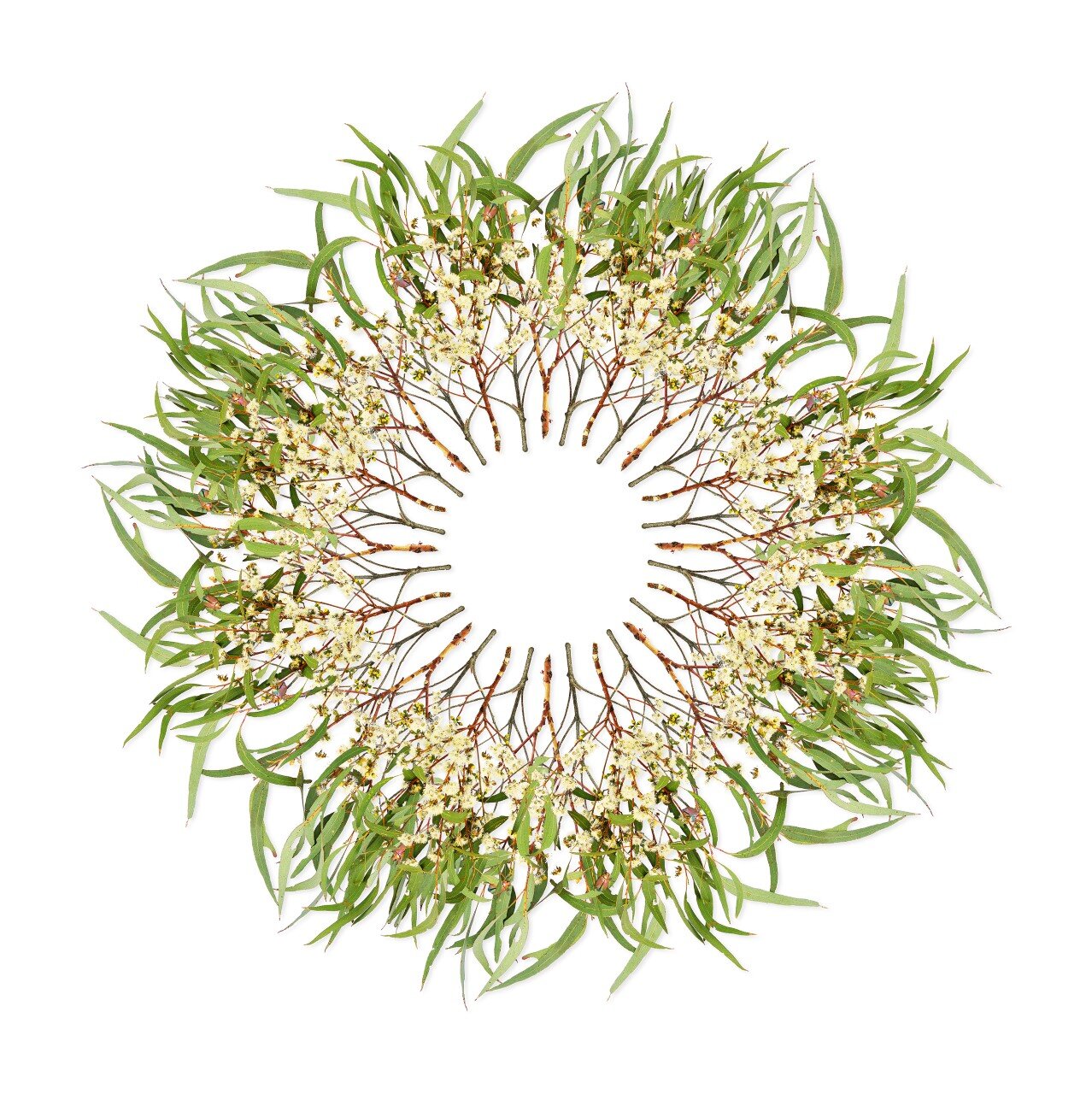 Jason McDonald - White Box, Bees and Christmas Beetles