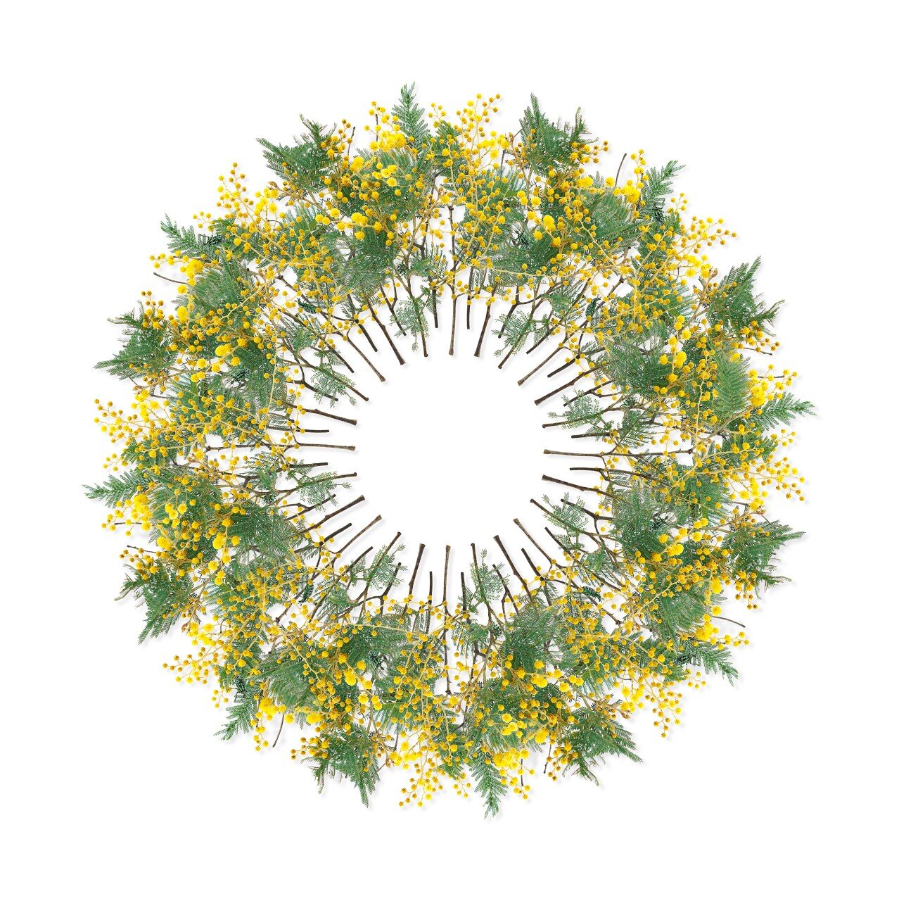 Jason McDonald - Black Wattle and Weevils