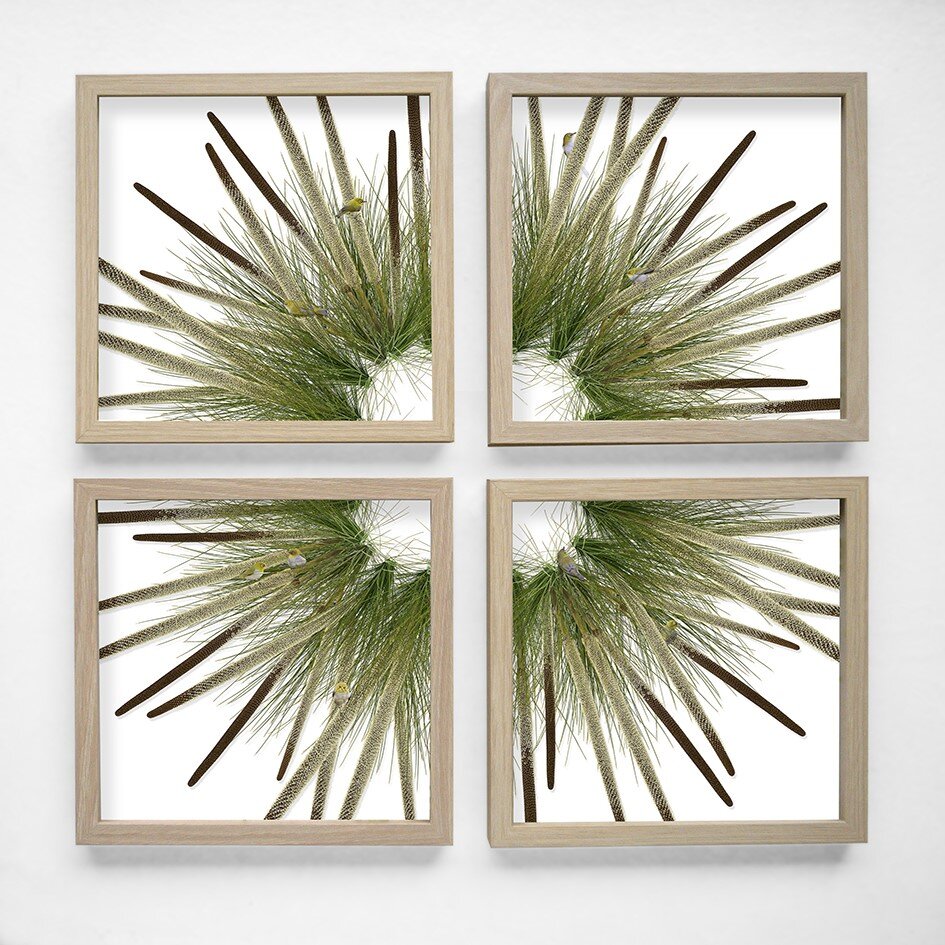 Jason McDonald - Grass Tree and Silvereyes