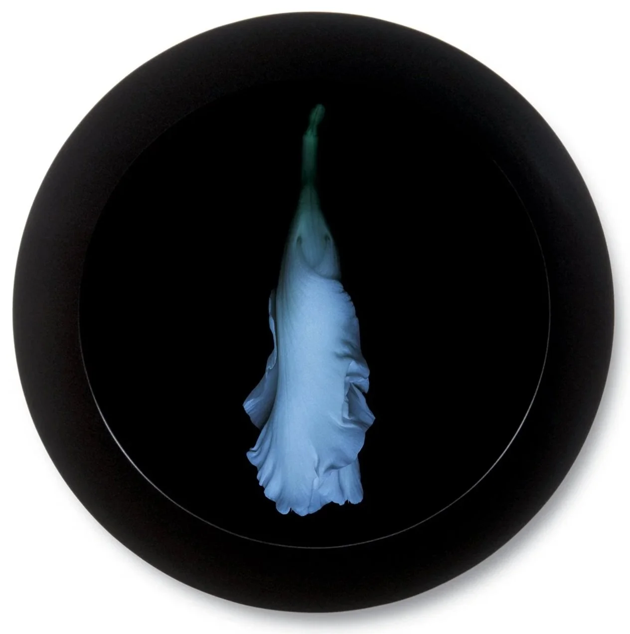 Gladiolus 1