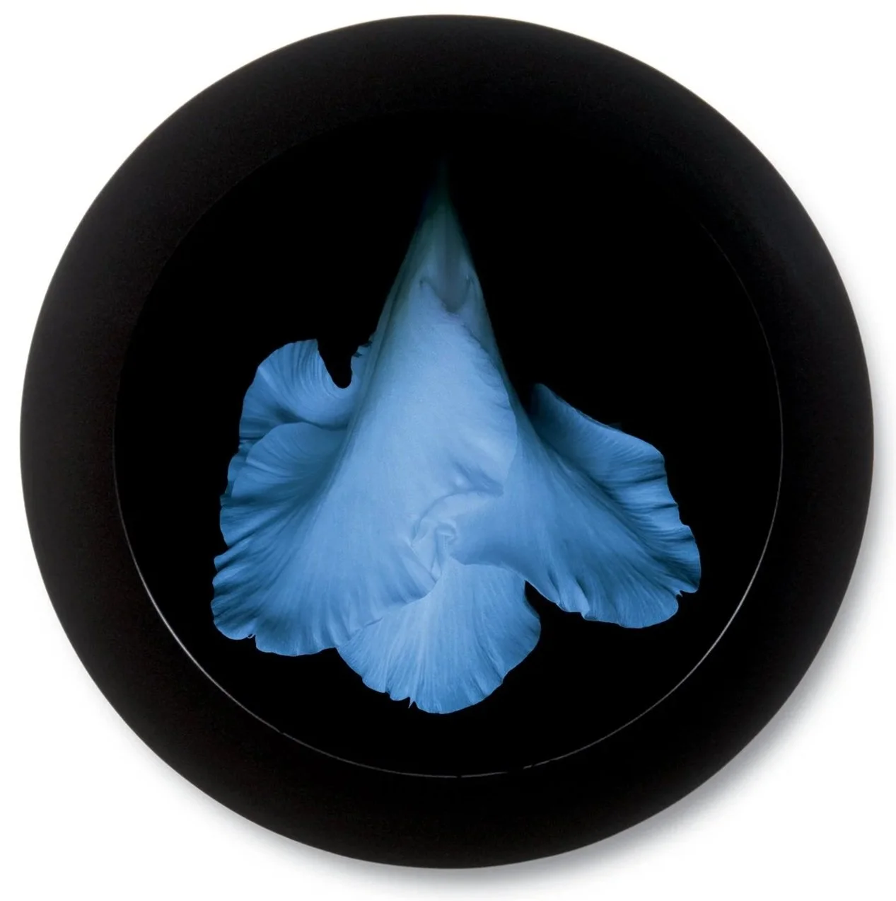 Gladiolus 2