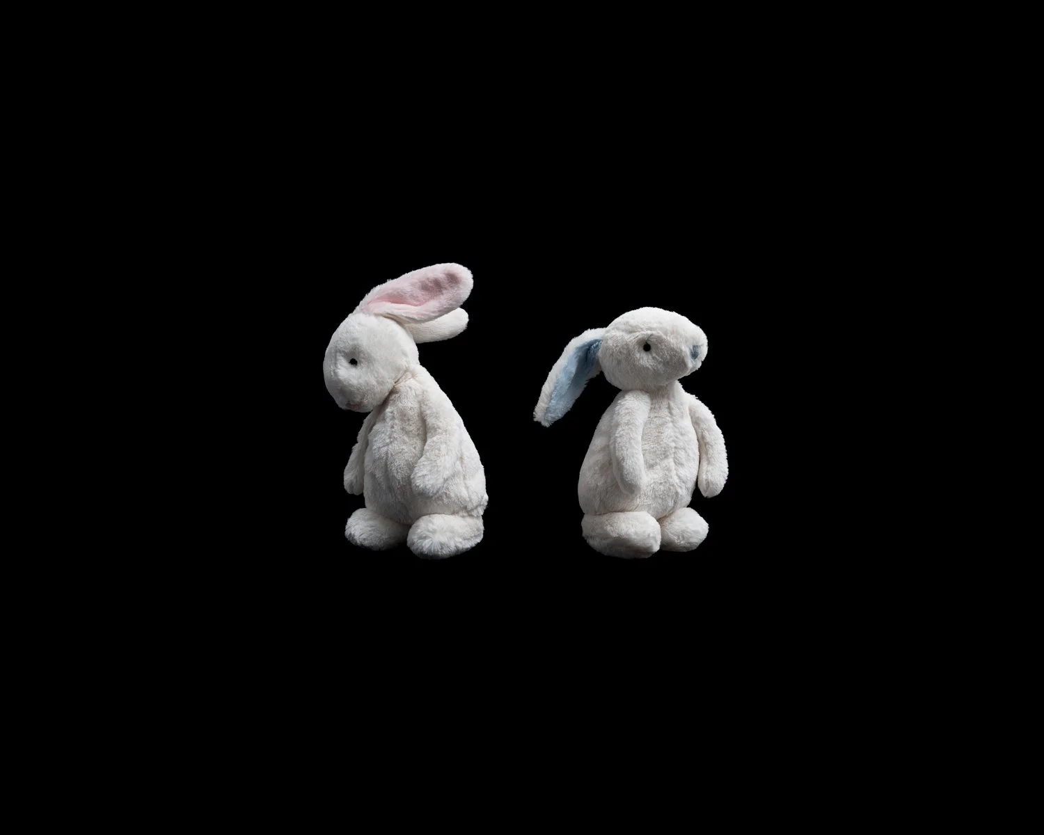 Bunnies 1