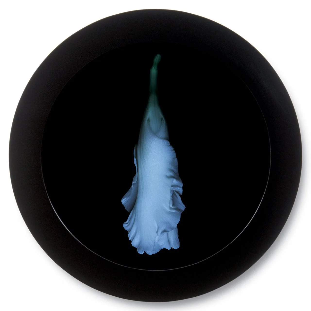 Gladiolus 1