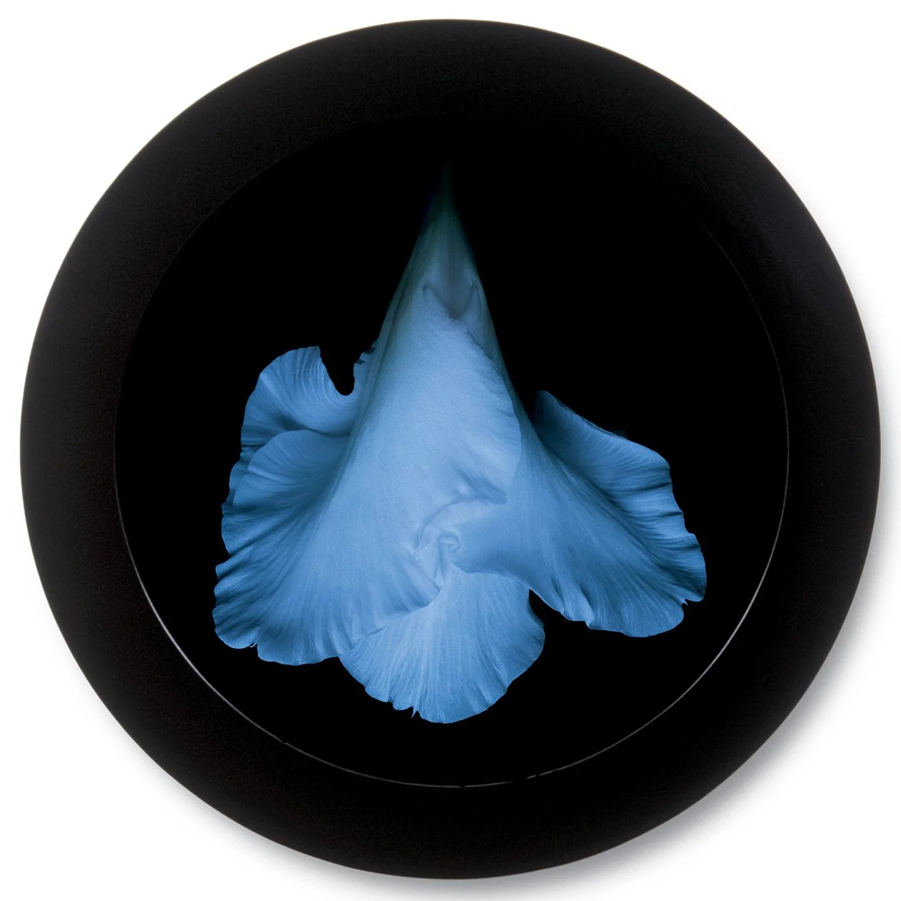 Gladiolus 2