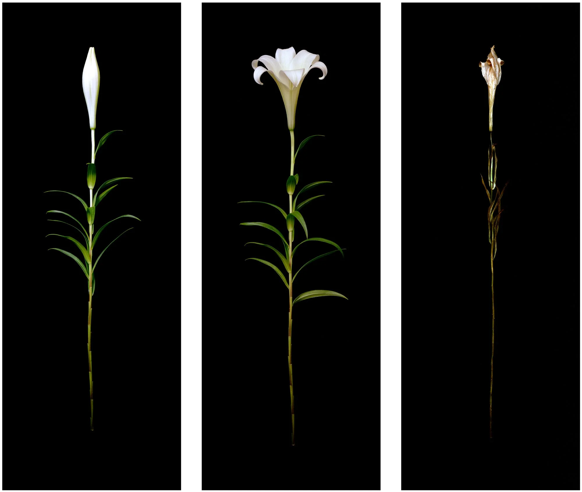 Lily