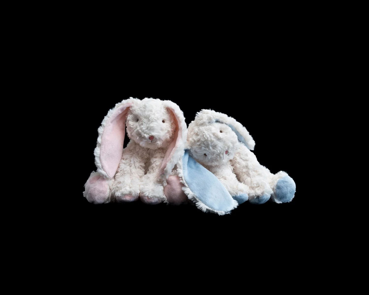 Bunnies 5