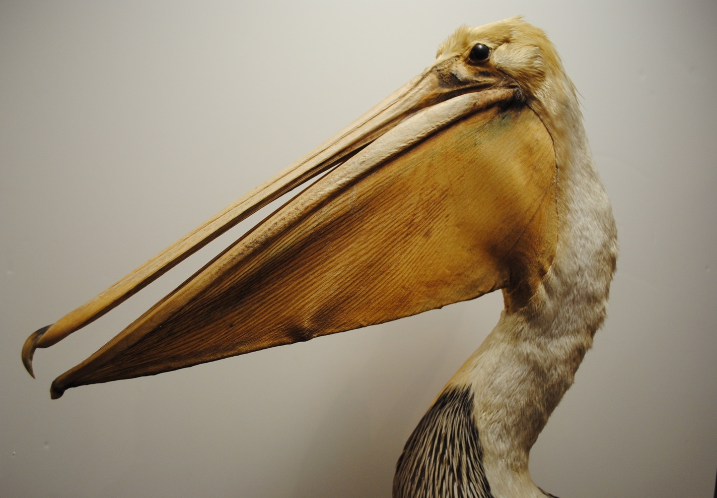 Brown Pelican