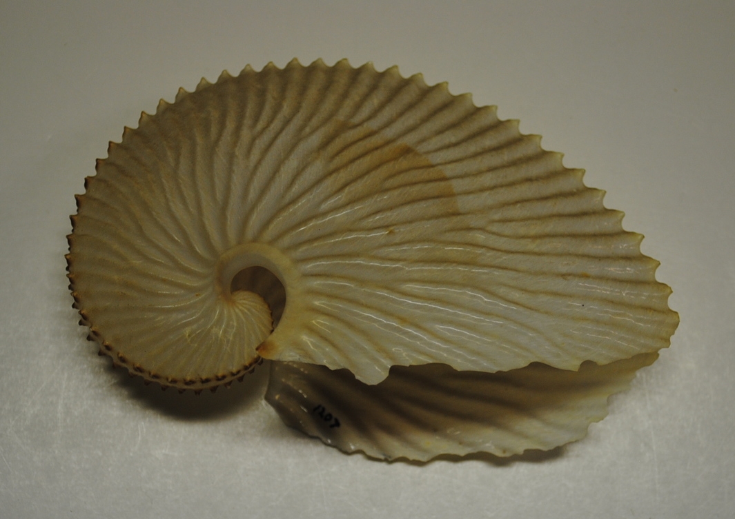 Paper Nautilus (Pacific Argonaut)