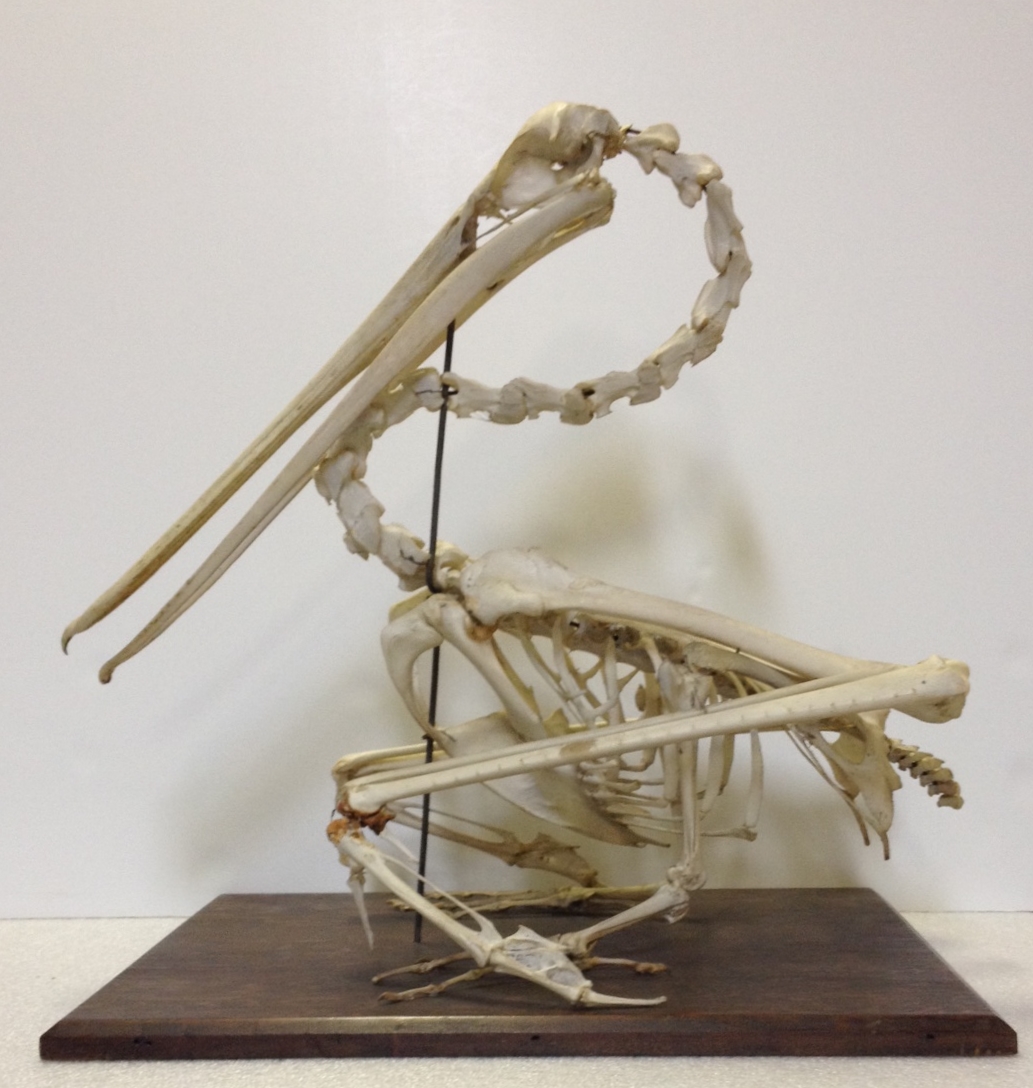 Brown pelican, articulated skeleton
