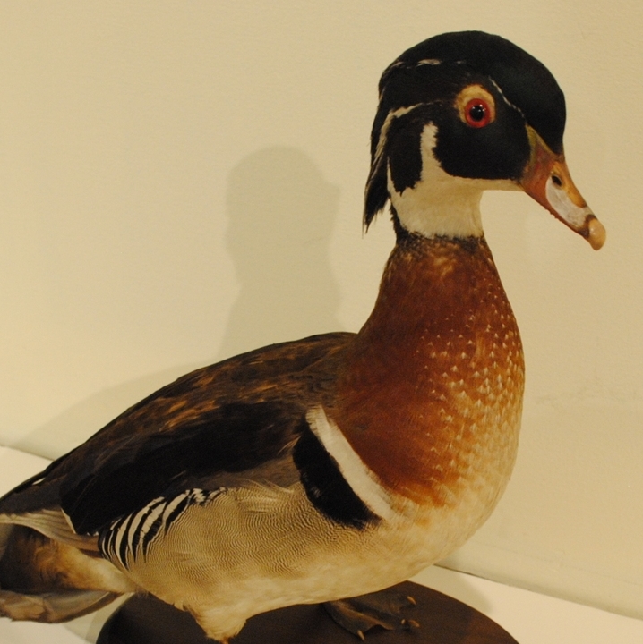 Wood Duck