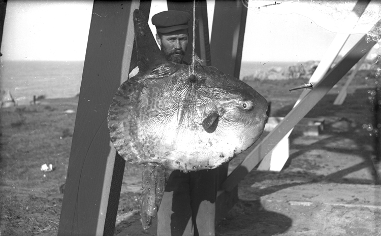 Man in peaked cap holds sunfish (mola) at Lovers Point. 