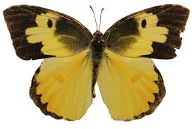 Male Dogface Butterfly