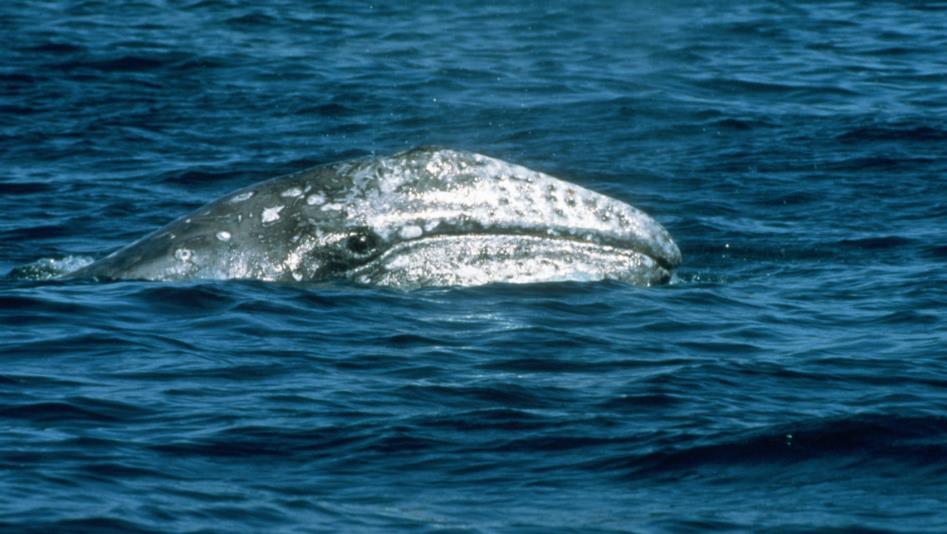 Gray whale encounter in Monterey Bay