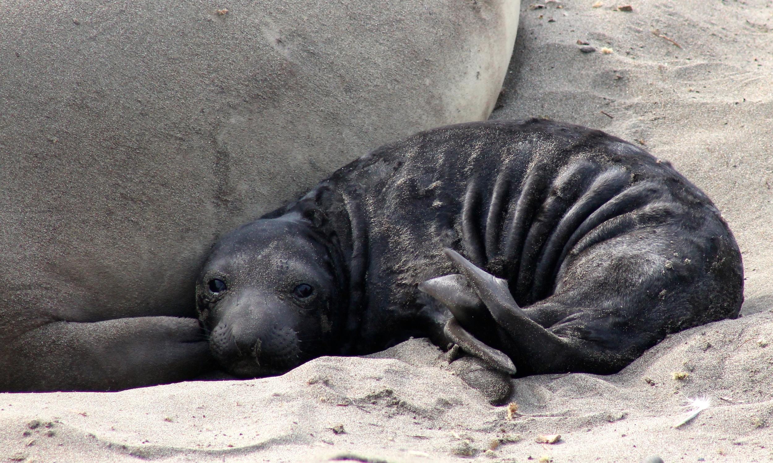 Newborn elephant seal, less than one week old.