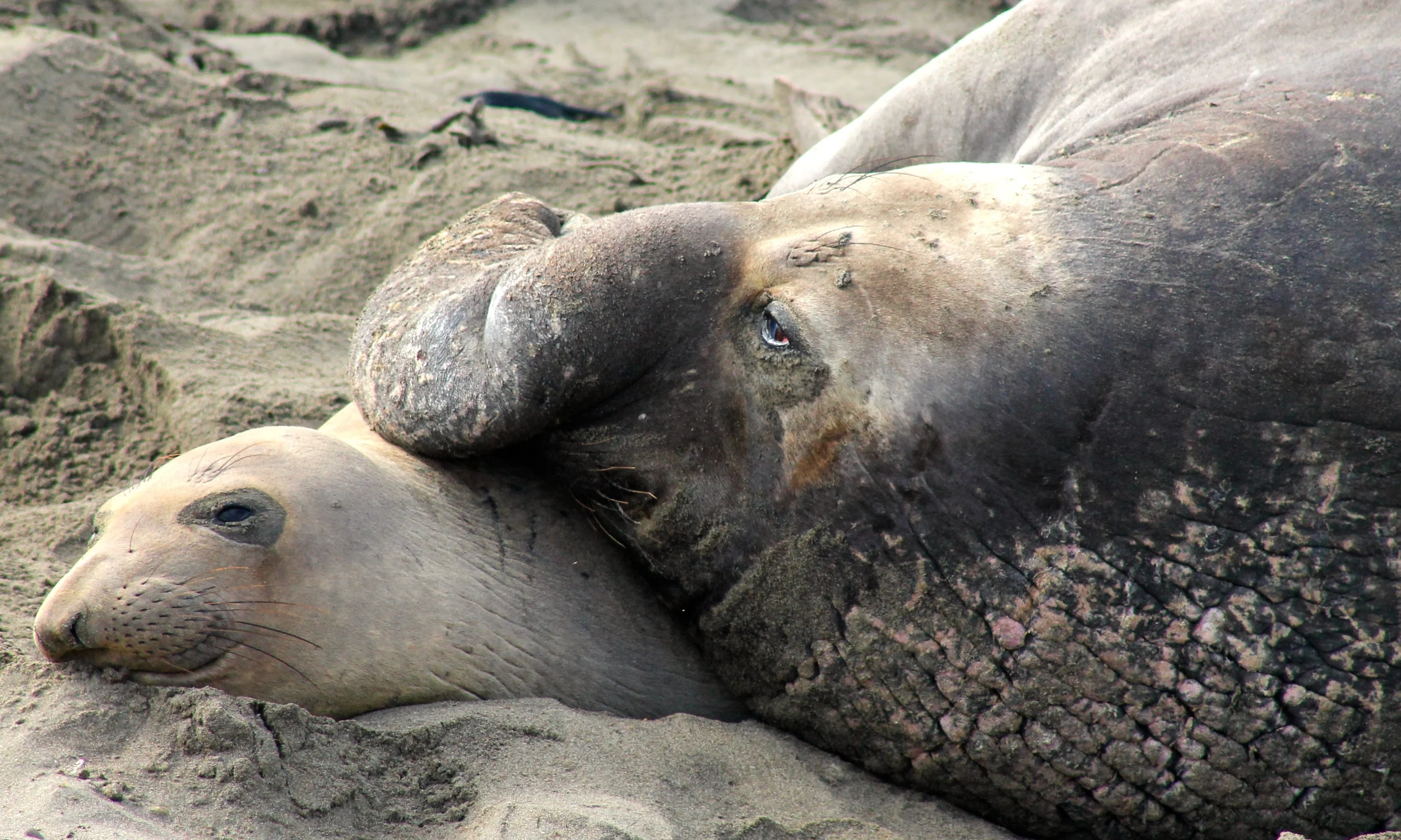 Giant Elephant Seals