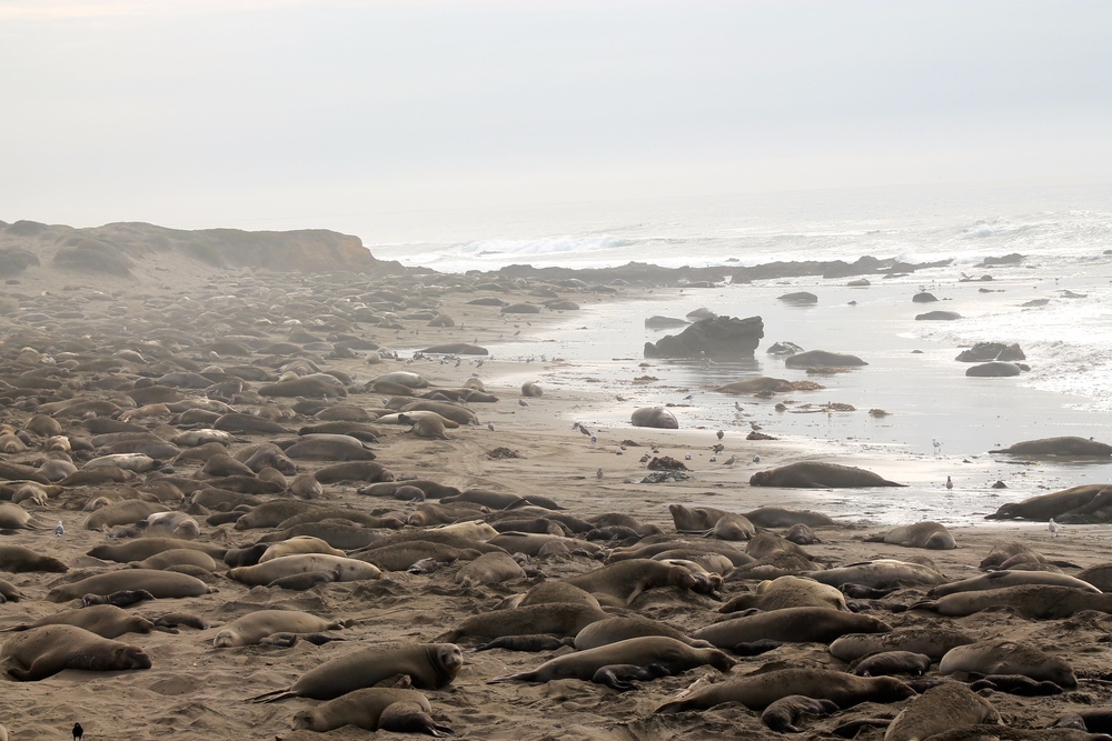 Foresee justering Kontrakt Elephant Seals — Pacific Grove Museum of Natural History