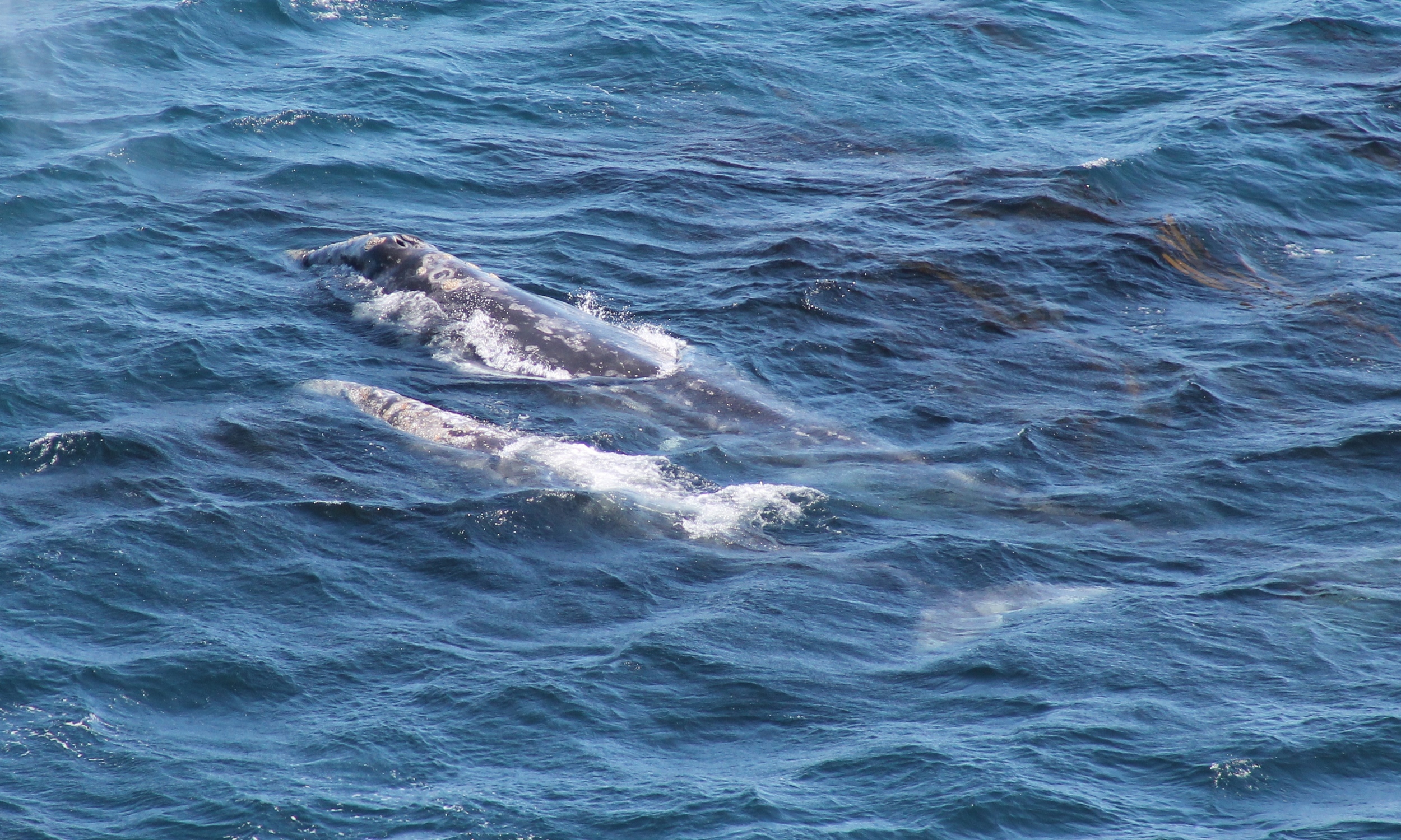 Gray whale and calf spotted from Point Sur Lighthouse.