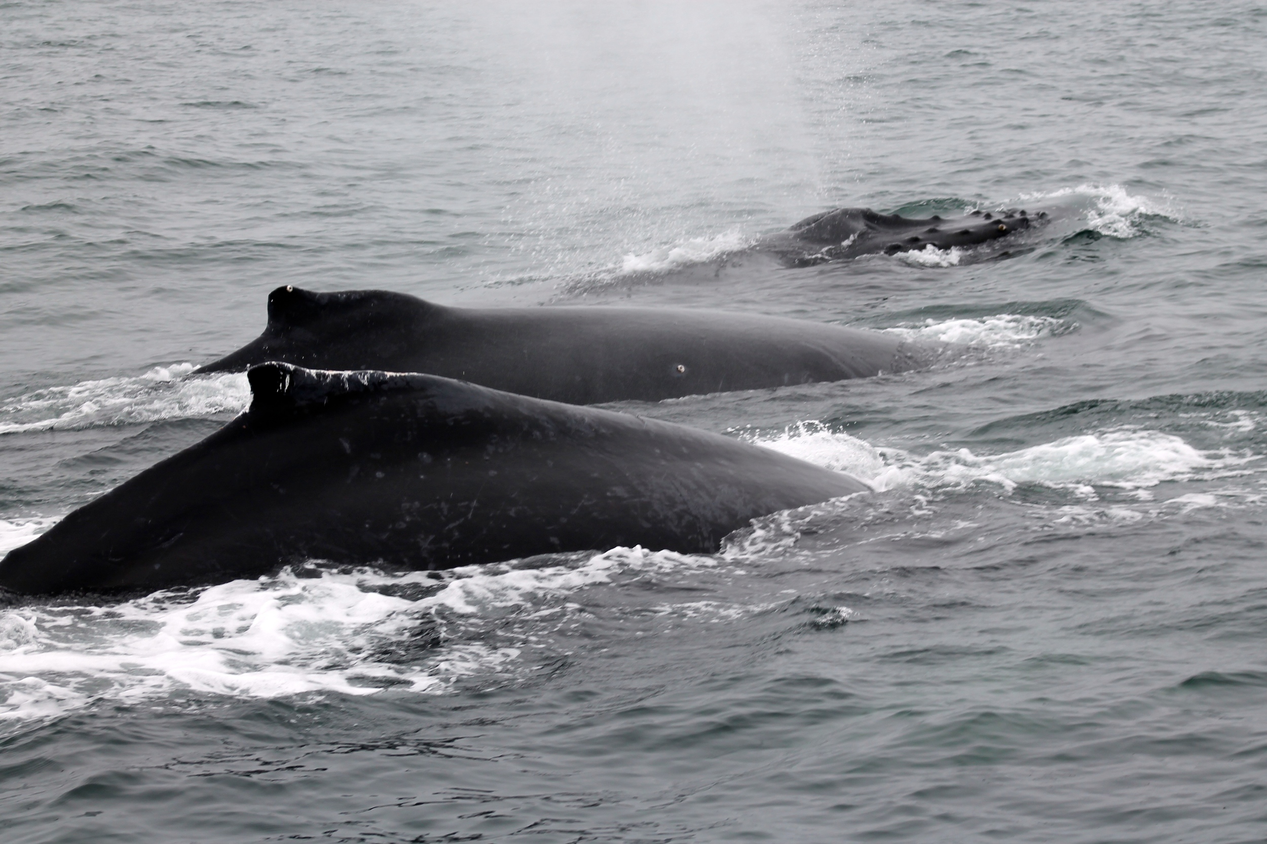 Gray whale encounter in Monterey Bay