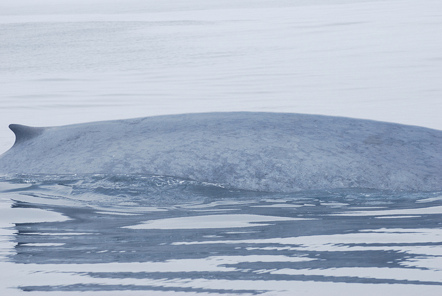 Gray whale encounter in Monterey Bay