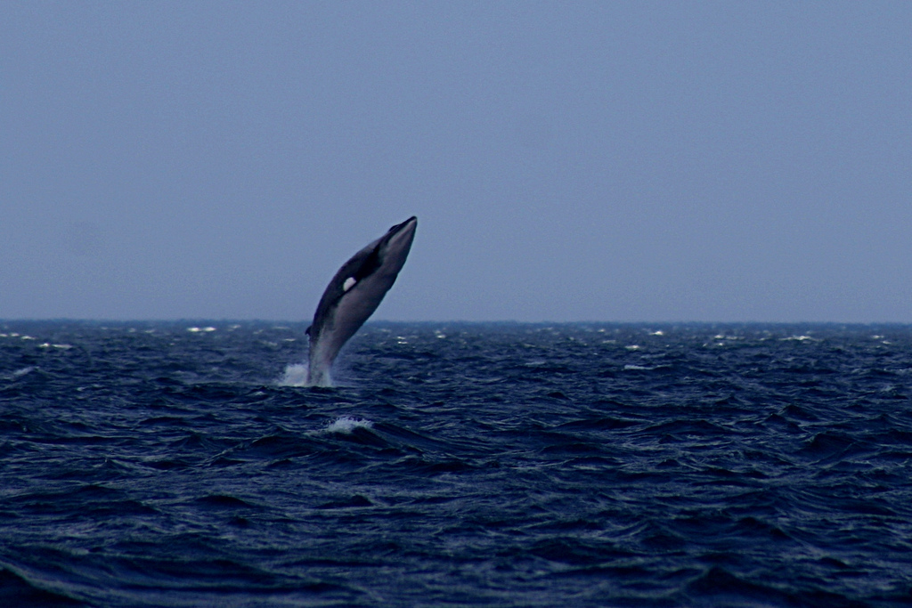 Gray whale encounter in Monterey Bay