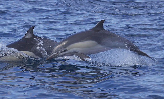 Gray whale encounter in Monterey Bay