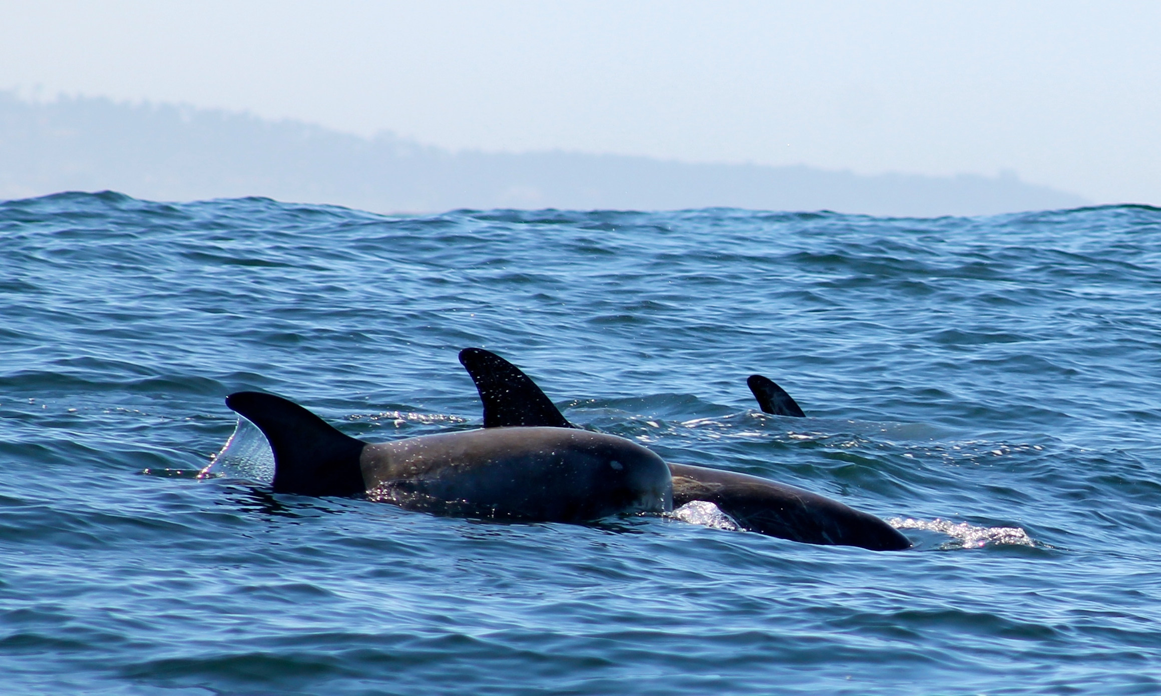 Gray whale encounter in Monterey Bay
