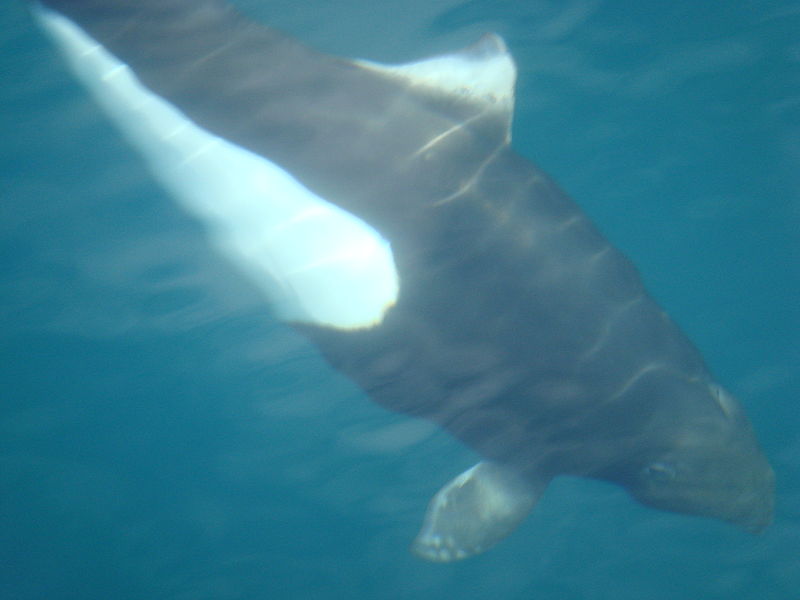 Gray whale encounter in Monterey Bay