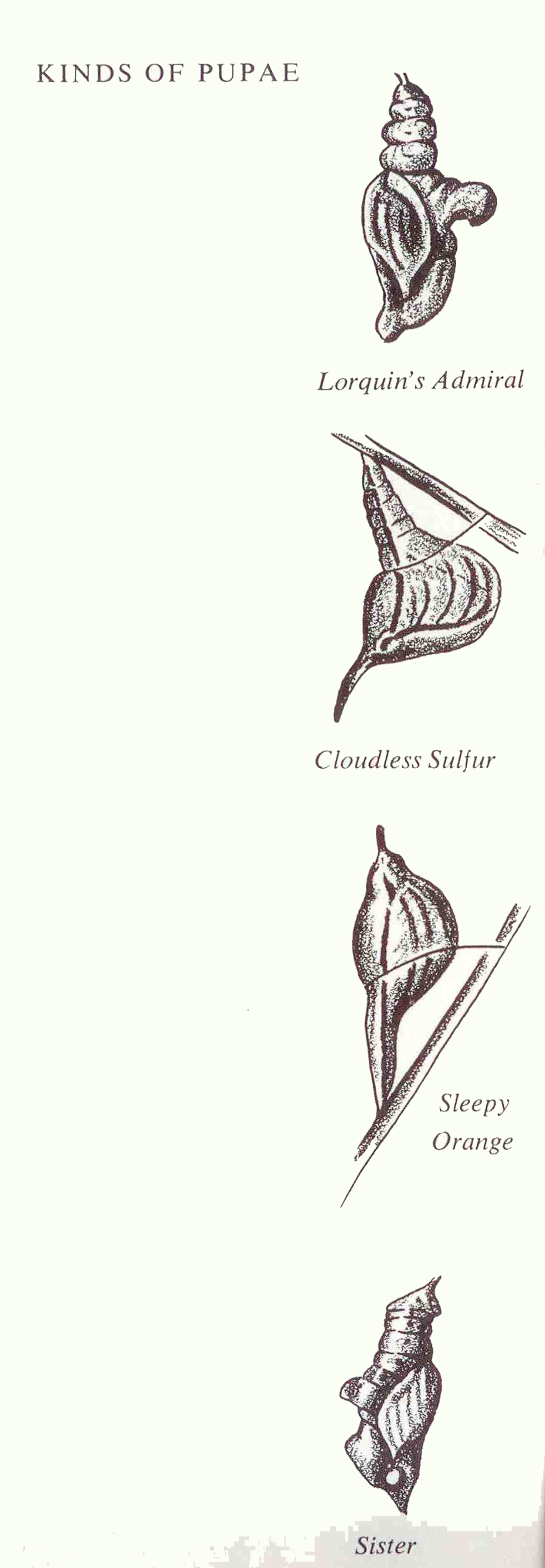 Different California Butterfly Pupae