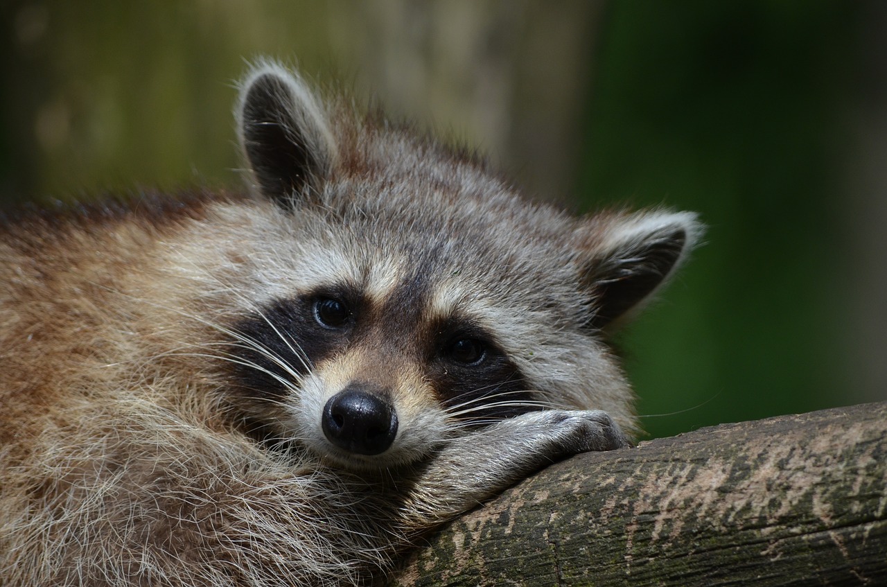 racoon