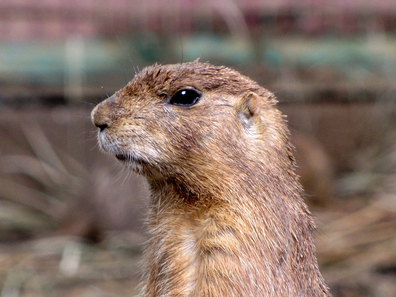 What are gophers online