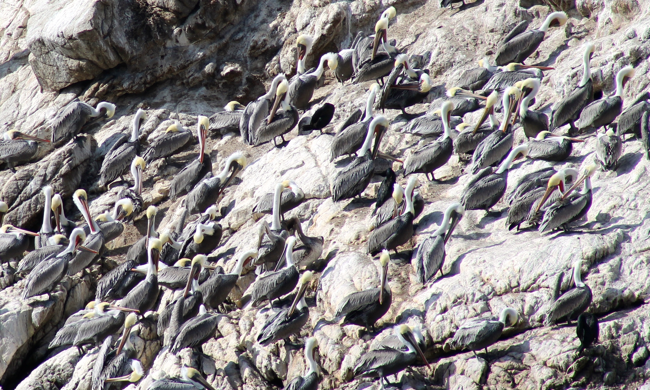 Brown Pelican colony off-shore at Point Lobos State Natural Preserve .