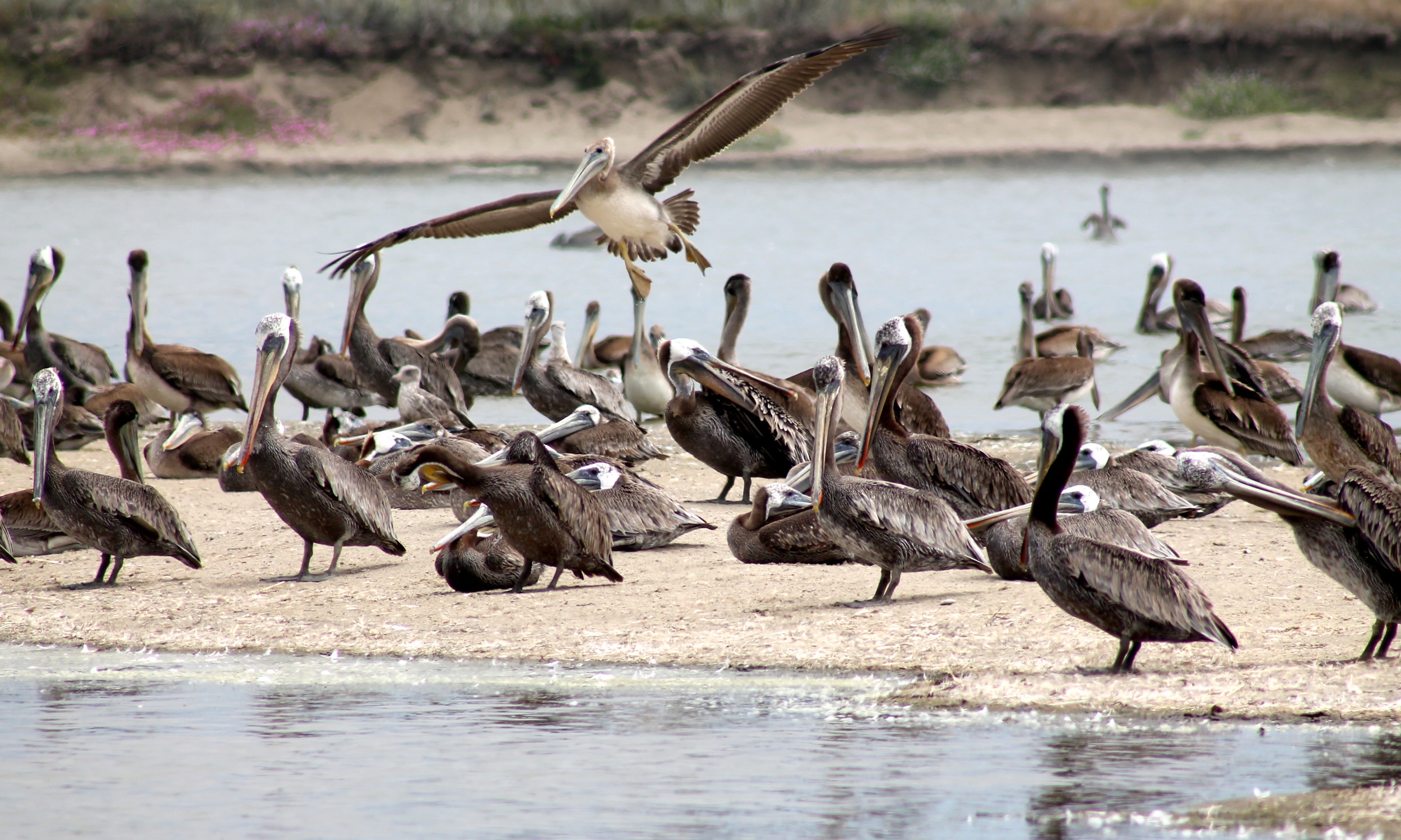 Juvenile Brown Pelicans at Zmudowski State Beach , just north of Moss Landing.