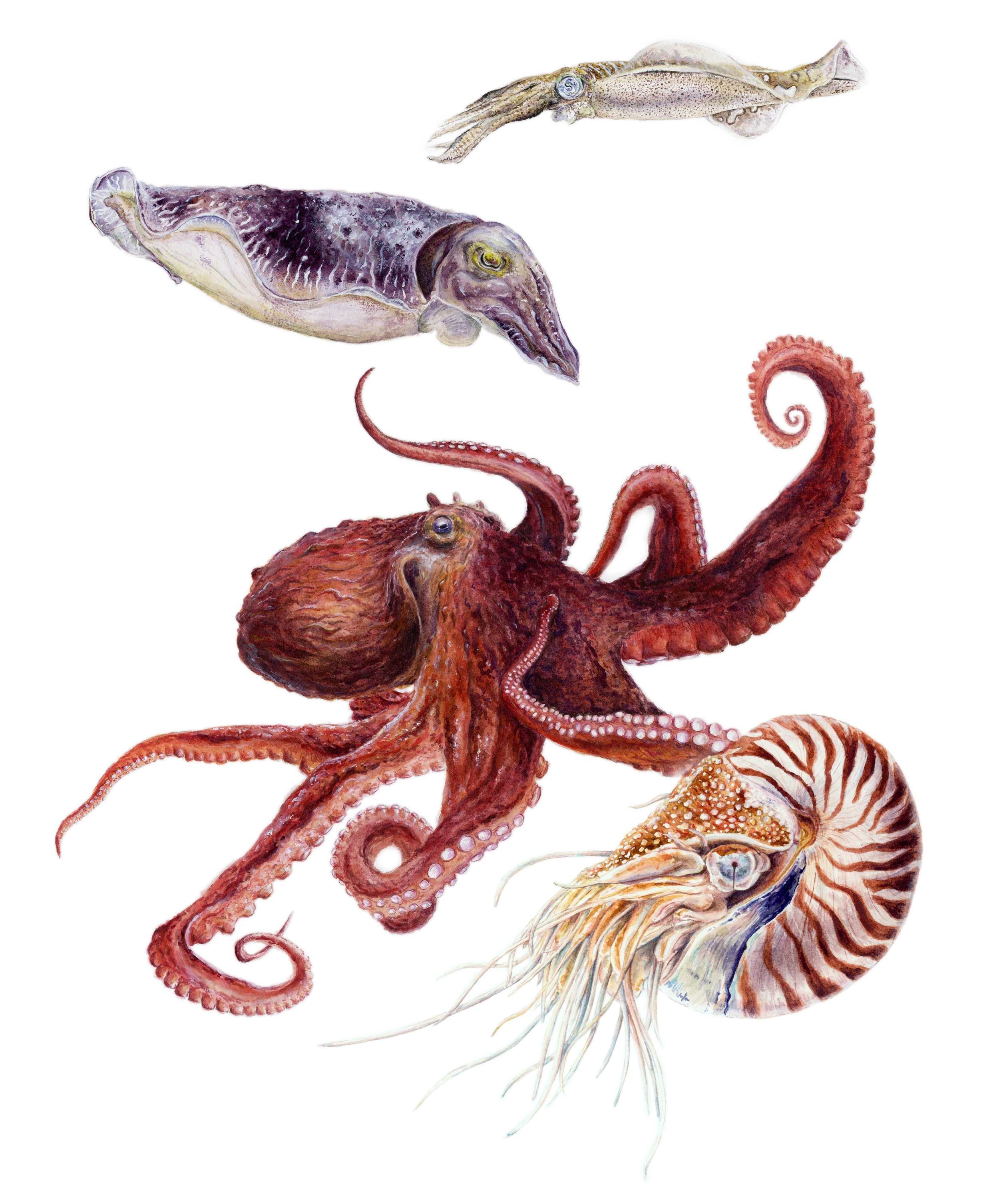 Tentacles by Daisy Chung