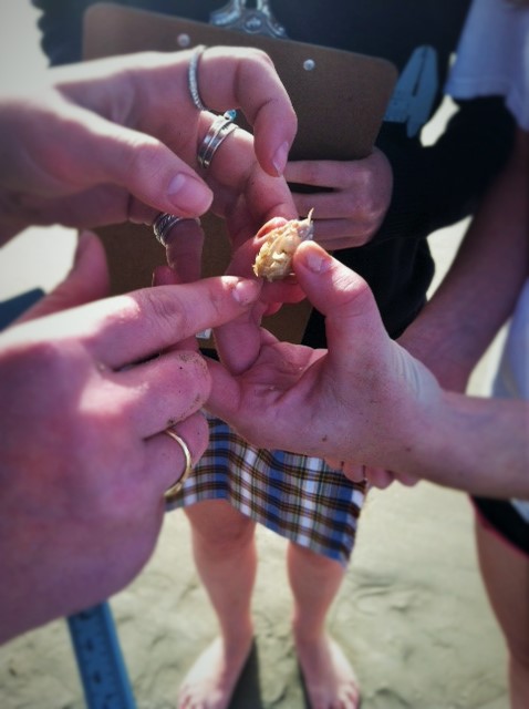 Students examine a sand crab while on a LiMPETS field trip.