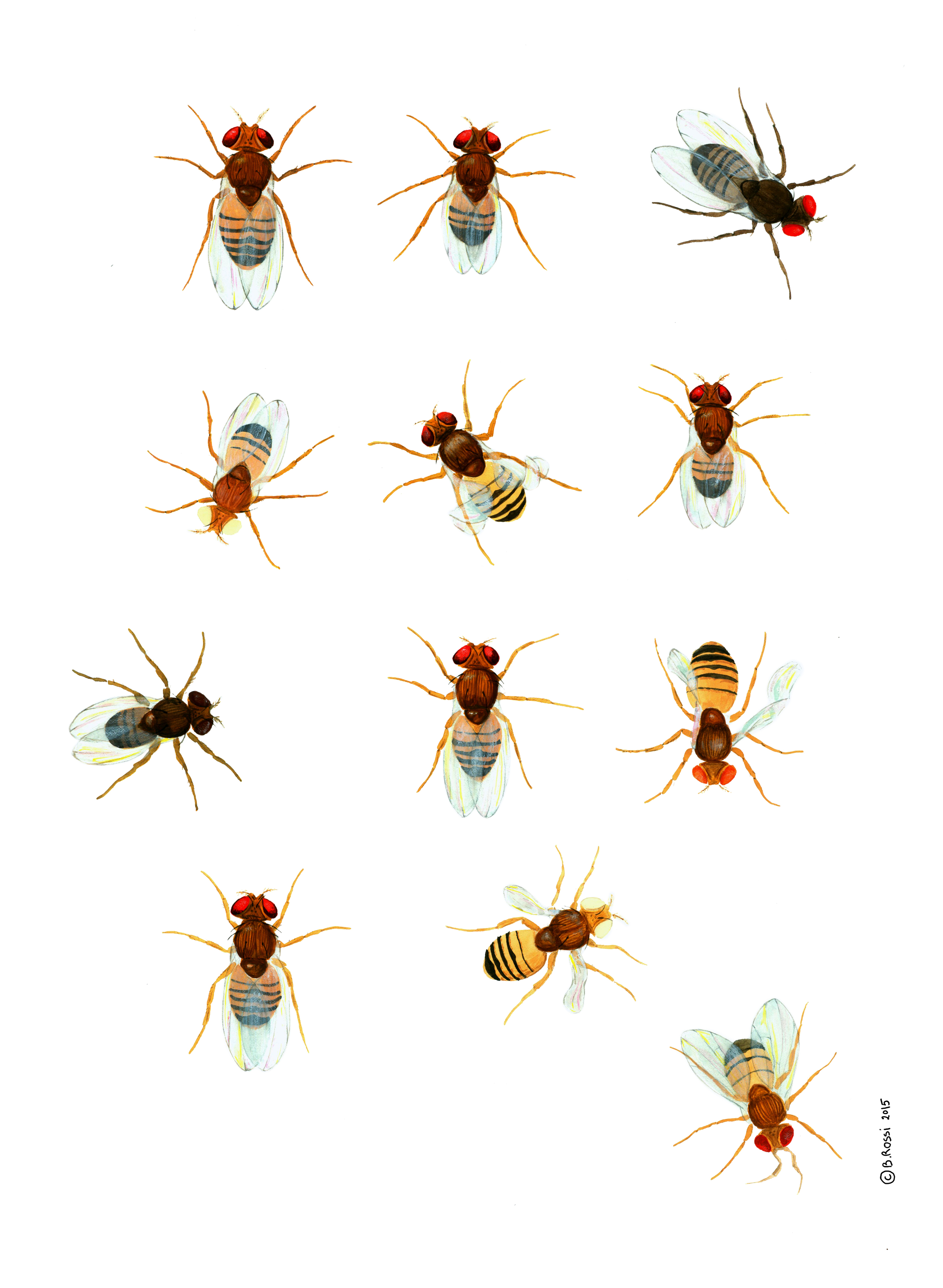 ‘Drosophila’ by Benedicte Rossi