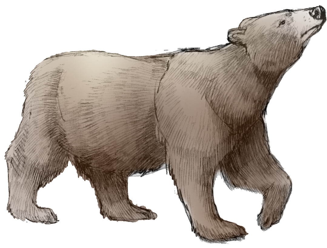 'Black Bear' by Erin E. Hunter