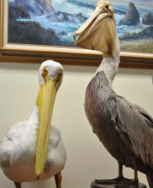Two pelican species are found in Monterey County: the American White Pelican ( Pelecanus erythrorhynchos ) and the California Brown Pelican ( Pelecanus occidentalis ). Each is represented by a life-mounted specimen at the PG Museum of Natural History.