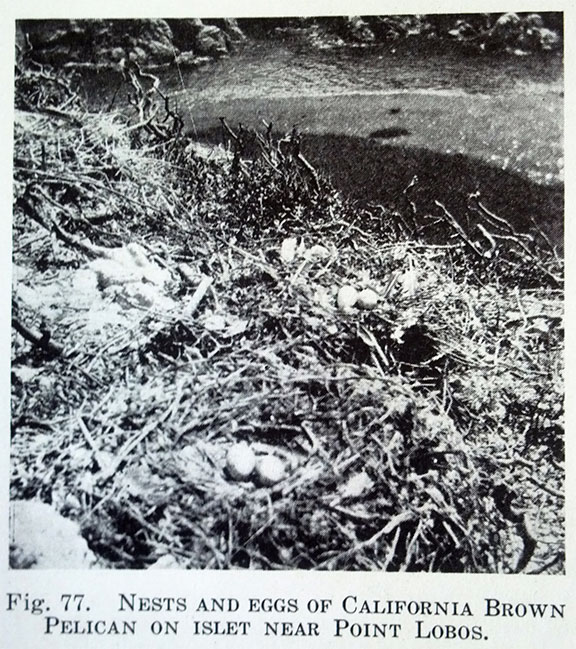 This is the first-ever photo of a California brown pelican nest near Point Lobos, published by Laidlaw Williams in a 1927 issue of The Condor . (Laidlaw Williams later helped to found the Monterey Audubon Society and served as its first president.)