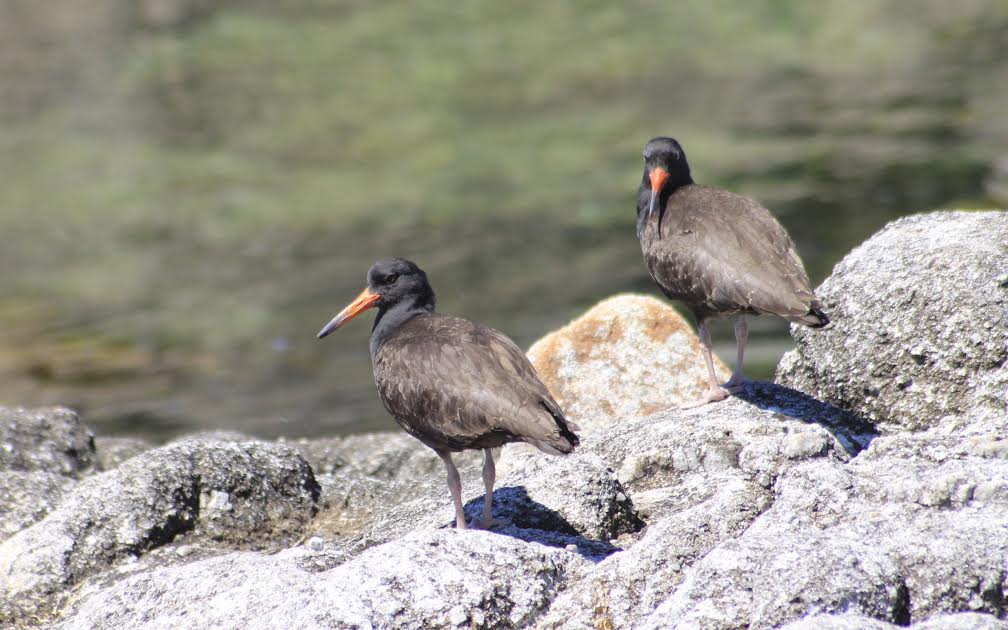 Black oystercatcher fledglings.