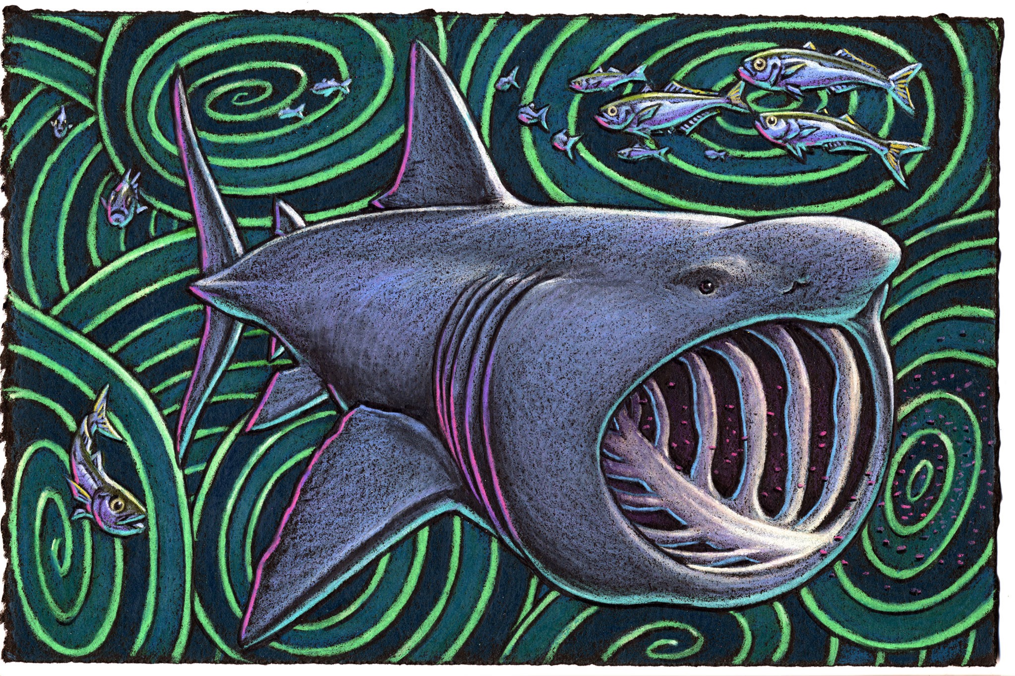 When approaching a shark that is basking It’s probably well worth the asking If his mouth is wide open He’s only hopin’ For krill and not multi-tasking.