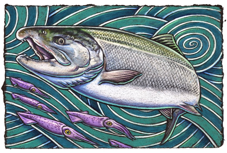 When anglers hook a wild Coho They sometimes do cry “Oh no, oh!” For it puts up a fight With all of its might And leaps like it’s at a wild go-go.