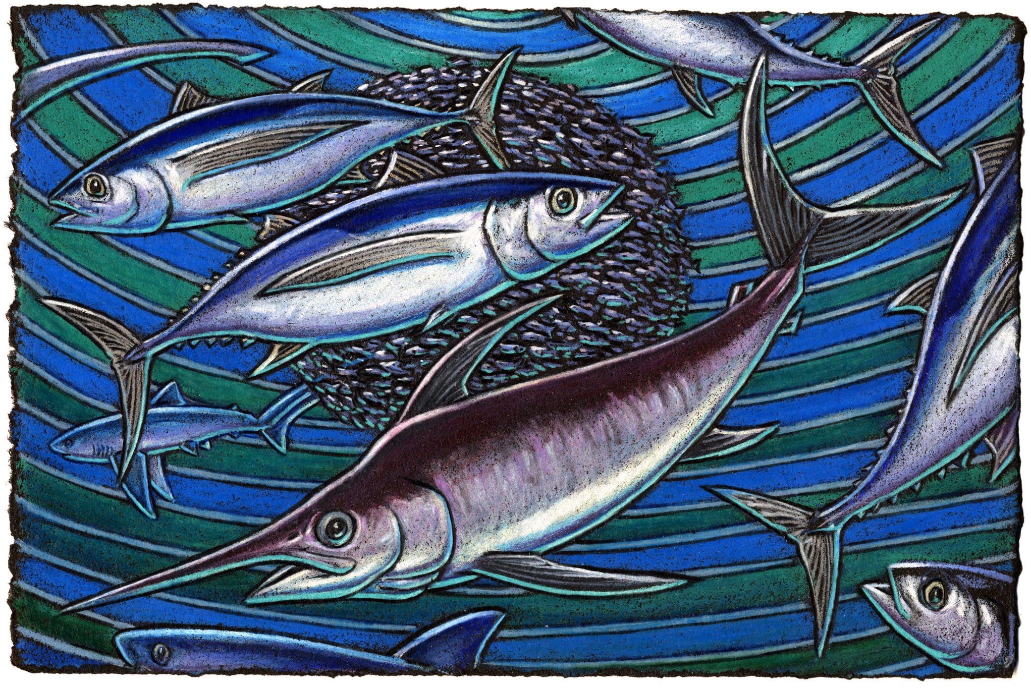 Swordfish chase bait-balls with sabers so sharp And threshers sharks streak up from the dark The baitfish they’re bashing With tails they are thrashing Like a bait-ball bat used by a shark!