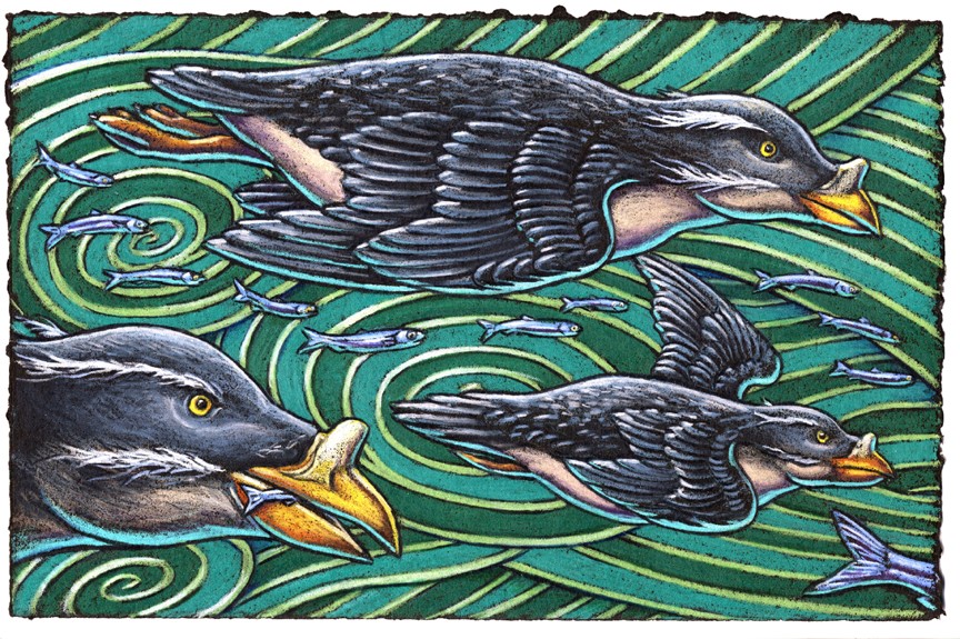 The rhinoceros auklet is an odd bird And is hard to describe in just a few words But suffice it to say It needs no toupee With feathered tufts both long and absurd!