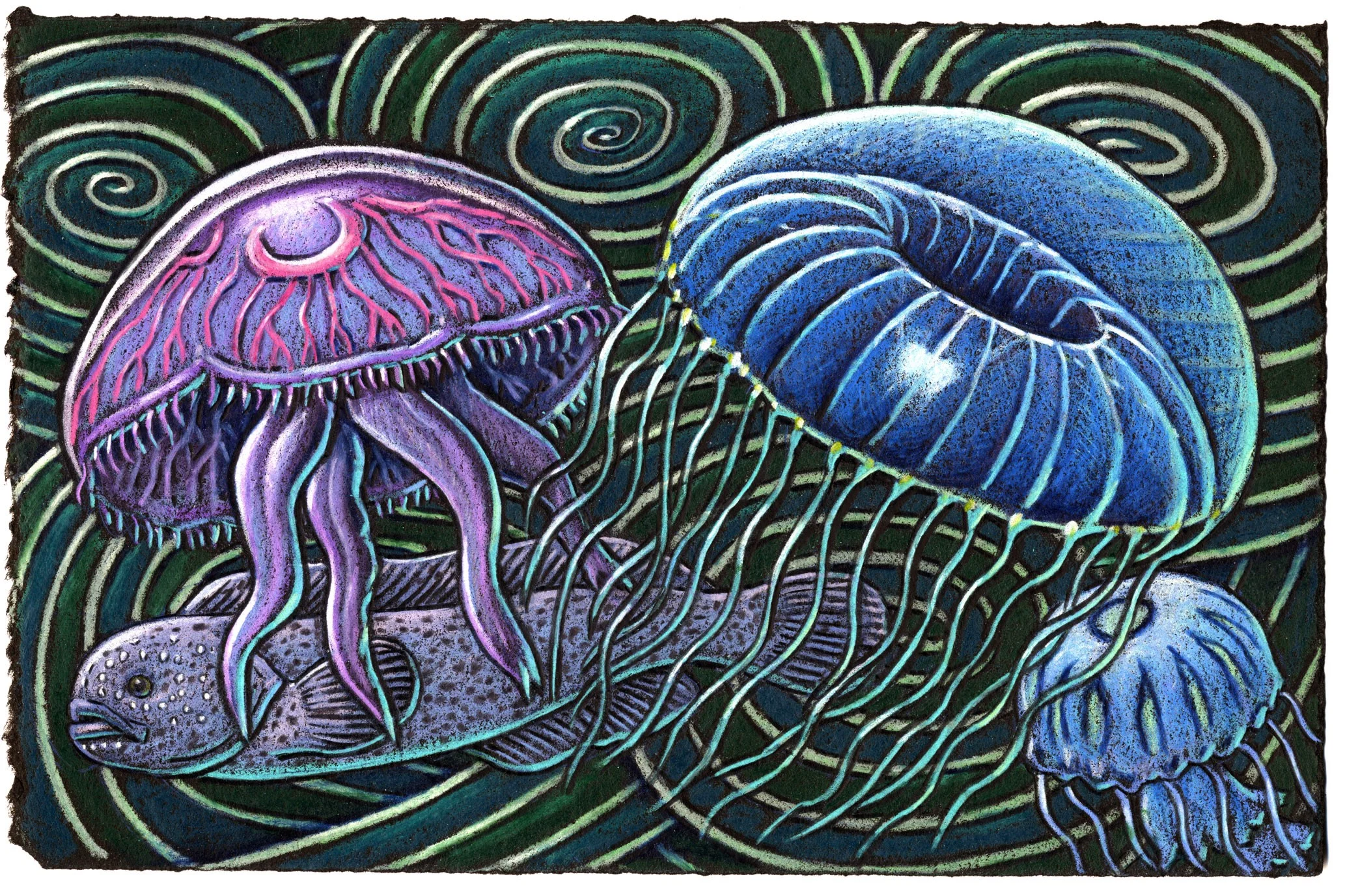 Jellies just go with the drift And nothing about them seems swift They just cruise along For all their lifelong With tentacles that constantly sift.