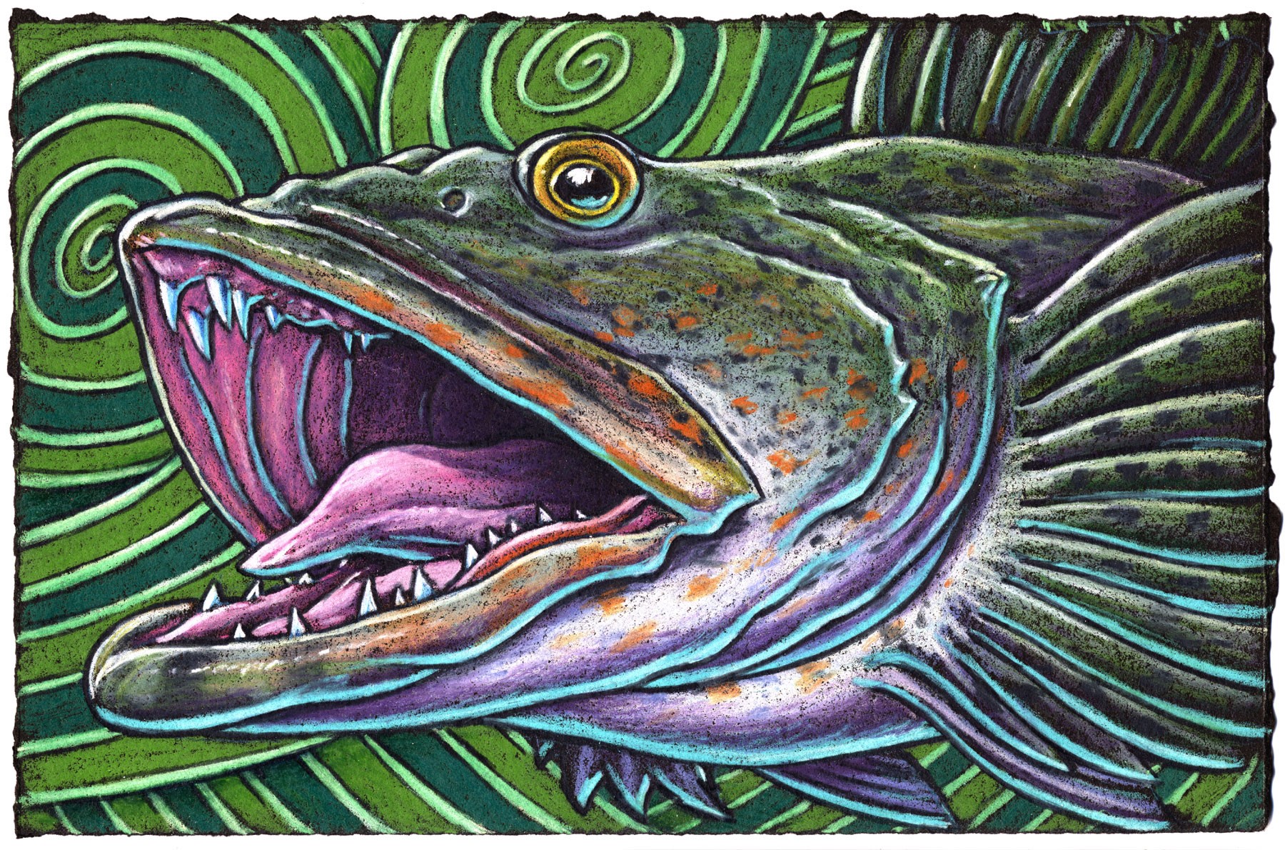Lingcod are very big Greenlings With oh so combustible feelings For they really get mad Especially the dad’s If into their nests you are stealing!