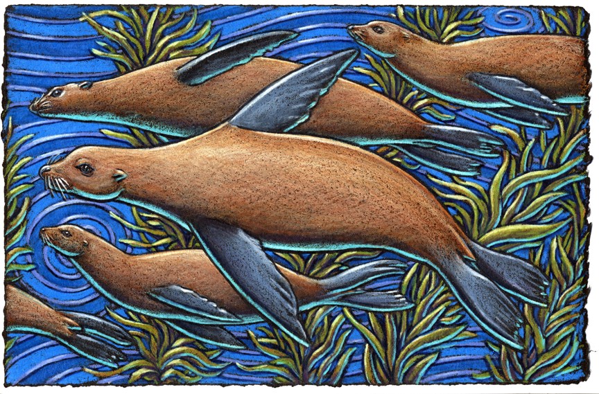 Oh the great California Sea Lion Is so graceful without really trying They swim through the seas With the greatest of ease A very cool critter ain’t no denying!