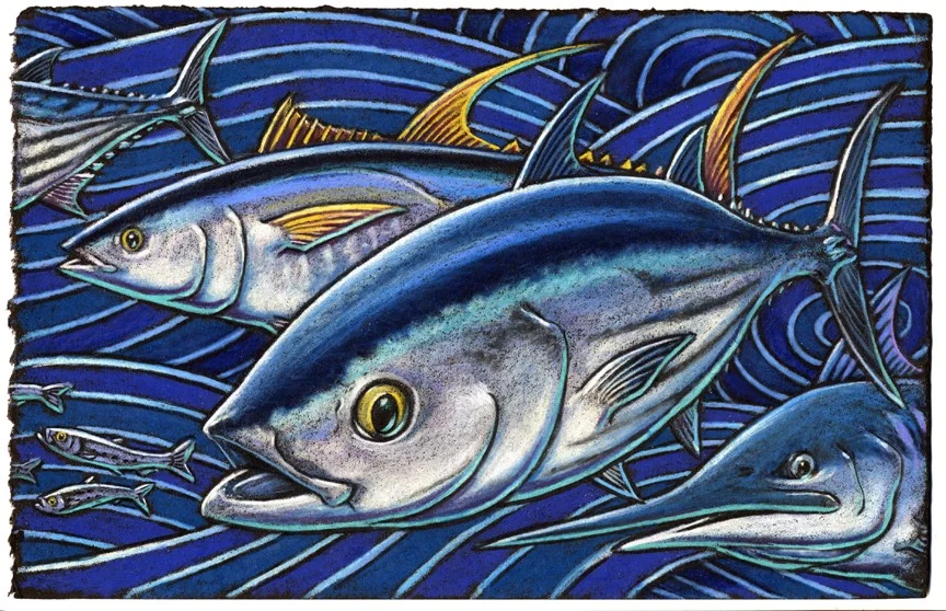 Skipjack and Yellowfin tuna Just might cross the finish line sooner If a Marlin they race They soon might outpace Even the fastest of fast racing schooners.